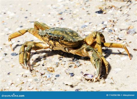 Beautiful Crab Crawl On The Coast Of The Black Sea Stock Photo Image