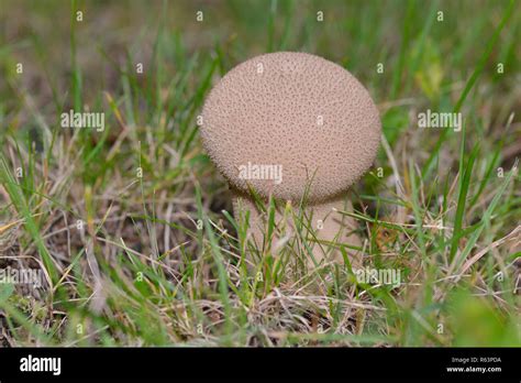 Bottle Puffball Hi Res Stock Photography And Images Alamy