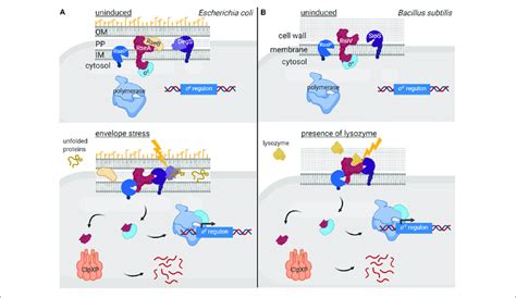 Regulated Proteolysis In The Activation Of σ Ecf Factors In