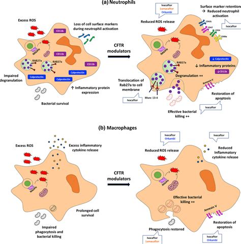 A Ivacaftor Treated Neutrophils Demonstrate Reduced Reactive Oxygen