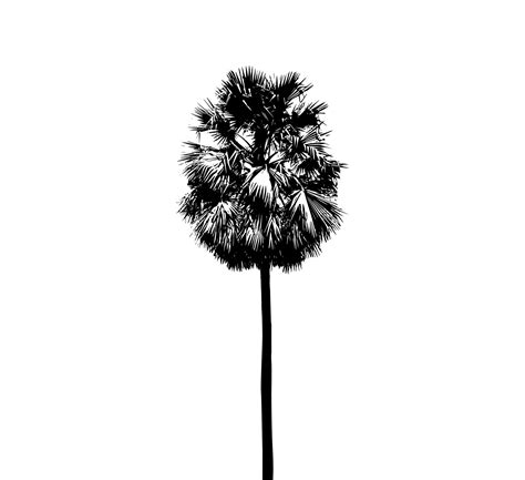 palm tree silhouette vector illustration, silhouette of palm tree on ...