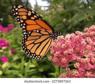 Monarch Butterfly Side View Surrounded By Stock Photo 2275897261 ...