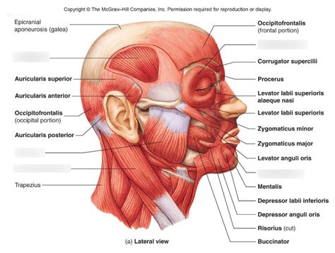 Diagram Of Module Lateral View Of Facial Muscles Quizlet