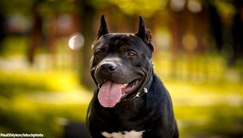 Informasi Ras Anjing American Pitbull » AnjingPedia