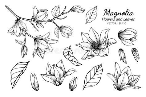 Dessin Et Croquis De Fleur De Magnolia Illustration De Vecteur