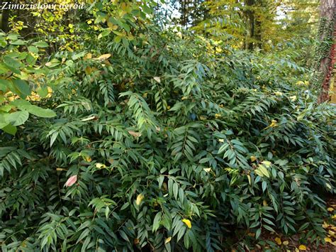 Zimozielony Ogr D Arboretum W Rogowie Zimozielone Ro Liny Li Ciaste