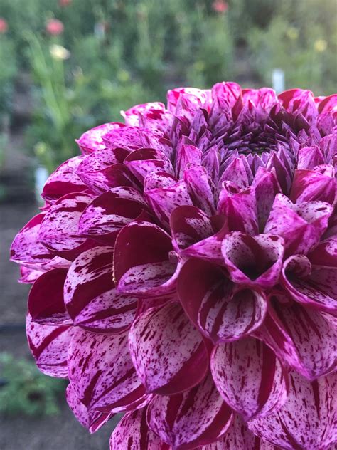 Tahoma Odyssey Dahlia — Duralia Dahlia Farm