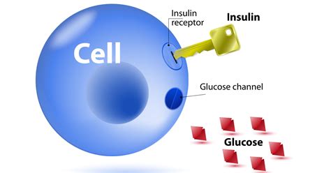 Role Of Insulin In Weight Loss Weightlosslook