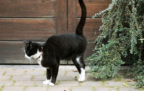 Econcientiza Los Gatos Y Su Marcaje De Territorio