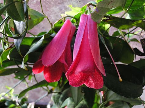 Lapageria Rosea Chilean Bell Flower Seeds Viridis Hortus