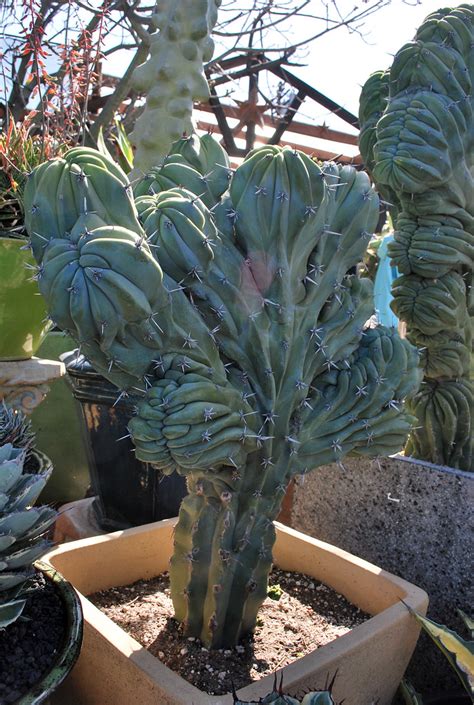 Ereus Peruvianus Monstrosus Botanical Cereus Peruvianus Flickr