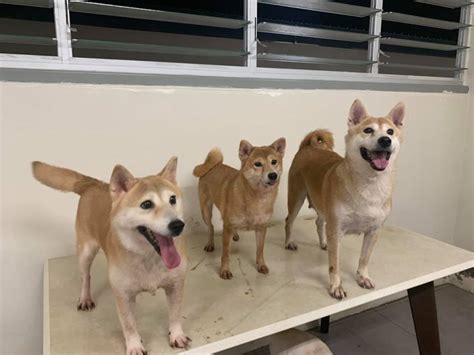 3 Shiba Inu dogs up for adoption in S'pore on Nov. 16, 2019 ...