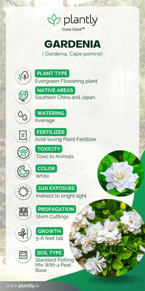 How to Grow and Care for Gardenia Plant | Plantly