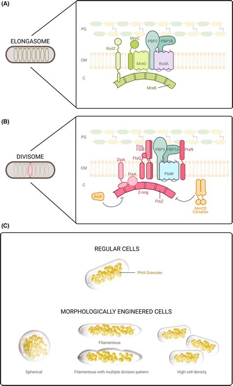 Schematic Of The Basic Molecular Components Sustaining Cell