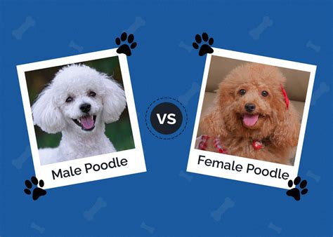 Male Vs Female Poodle Pros Cons Difference With Pictures Hepper