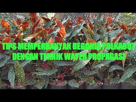 TIPS MEMPERBANYAK BEGONIA POLKADOT DENGAN TEKNIK WATER PROPAGASI YouTube