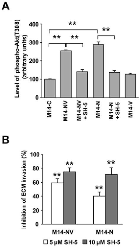 The Akt Inhibitor Sh Impairs Akt Phosphorylation On T And Ecm