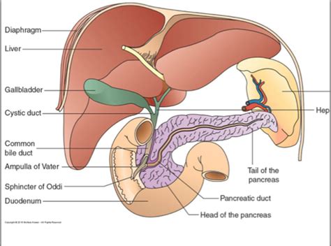 PATHO Liver Gall Bladder Exocrine Pancreas Flashcards Quizlet