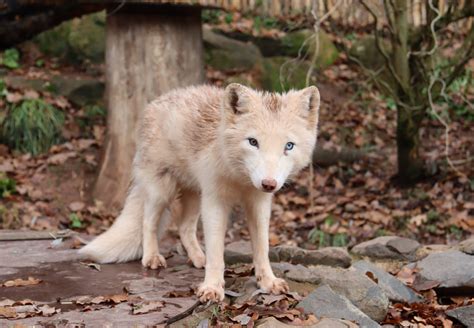 Polarfuchs Wukk TIERART Wildtierstation Ein Projekt Von VIER PFOTEN