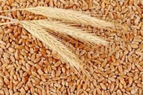 Golden Loose Indian Milling Wheat Grains At Rs 21 Kg In Udaipur ID