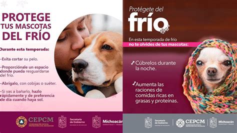 Emite Protecci N Civil Recomendaciones Para Proteger A Mascotas Del Fr O