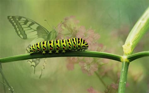 Experience the Butterfly Life Cycle