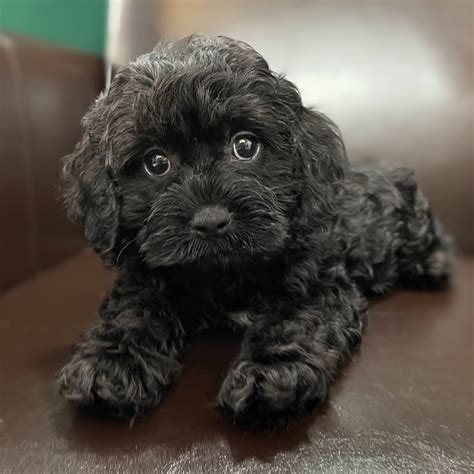 Cockapoo Female Id 0074 Ep Central Park Puppies