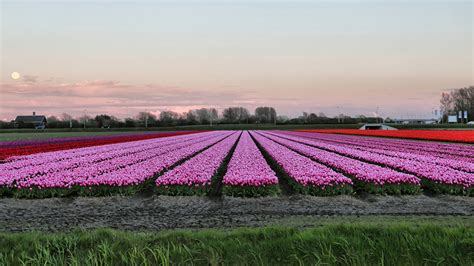 壁紙1366x768オランダ畑チューリップ夕自然ダウンロード写真