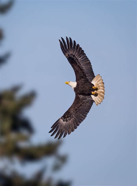 Bald Eagle Landing A Photo On Flickriver