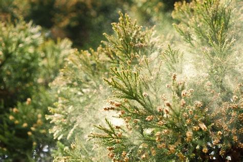 花粉飛散の終了はいつ？ ウェザーニューズが「第五回花粉飛散傾向」を発表 3月末までの花粉飛散量は昨年比2 6倍 Limo くらしとお金の経済メディア