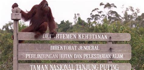 Camp Leakey Tanjung Puting National Park (4D/3N) – Tour And Travel ...