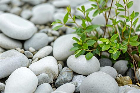 Premium Photo White Pebbles And Green Plants On A Pebble Beach