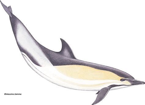 Short Beaked Common Dolphin