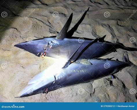 Two Sharks Caught By Fishermen At Night Placed On The Beach Sand Stock