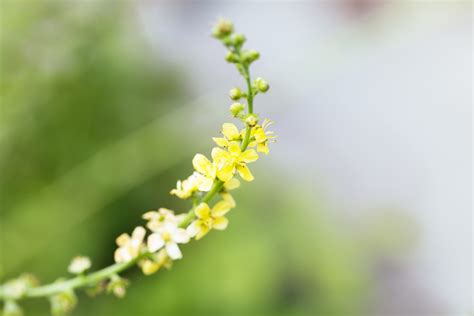 Agrimony Fiori Di Bach Le Propriet Del Fiore Ohga