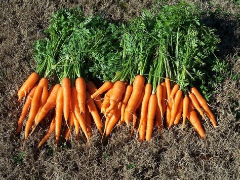 Carrot Daucus Carota Var Sativus Burpees A In The Carrots