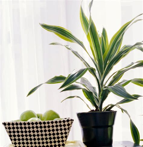 15 Best Indoor Trees To Add Leafy Accents To Your Home