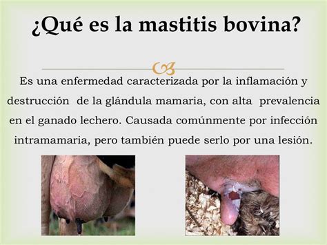 Mastitis Bovina