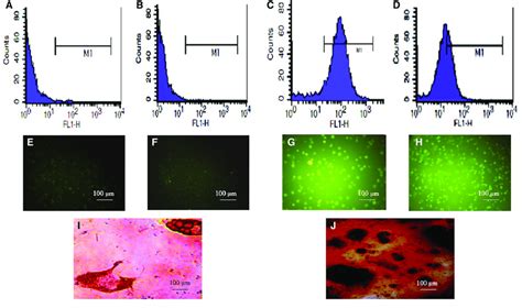 Characterization Of Admscs Flow Cytometry Analysis Of Cds Markers In Download Scientific