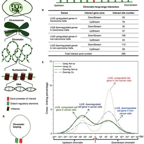 Lius May Modulate Chromatin Long Range Interactions To Regulate Gene