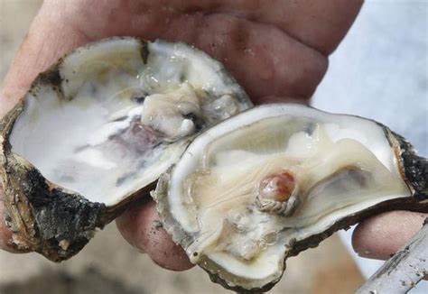 Florida Man Dead After Contracting Flesh Eating Bacteria From Bad Oysters