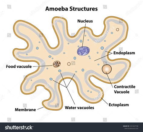 Amoeba Cell Model