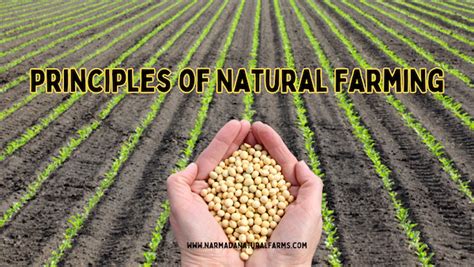 Principles of Natural Farming - Narmada Natural Farms