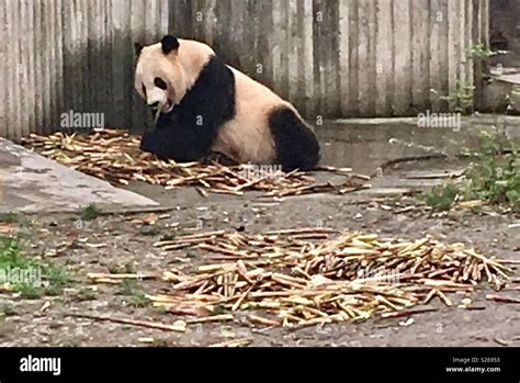 Chengdu panda base Stock Photo - Alamy