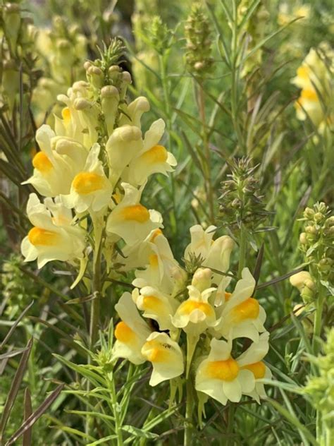 Linaria vulgaris - D'arcy and Everest