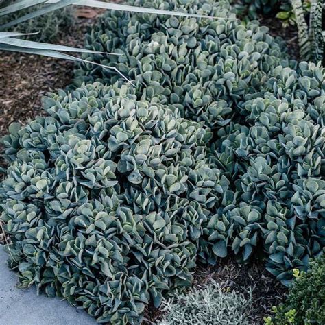 We Take A Look At A Favourite Of Ours Crassula Blue Bird The Hardy