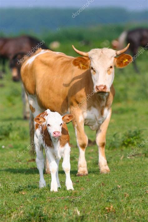 Cow and baby calf — Stock Photo © KatPaws #35593993