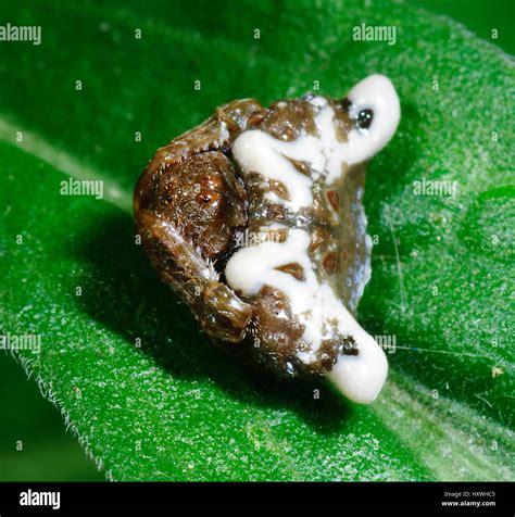 Bird dropping spider hi-res stock photography and images - Alamy