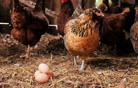 Why Hens Lay Eggs Outside Their Nest Chicken Breed Guide