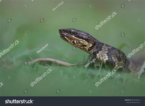 Copperhead Venomous Copperhead Most Common Widespread Stock Photo ...